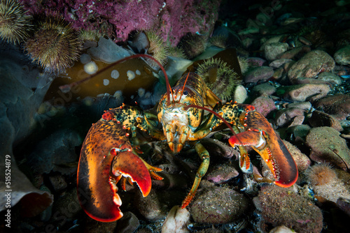 Close up of an American lobster underwater foraging for food on a rocky bottom of the Gulf of St. Lawrence. photo