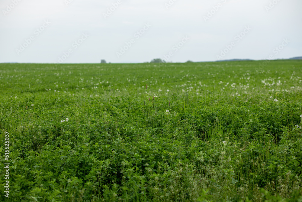 View of green lucerne field.Spring season.High quality photo
