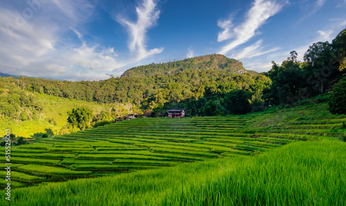 Green lush rice fields with mountain and blue sky on background. Landscape and tranquility concept.