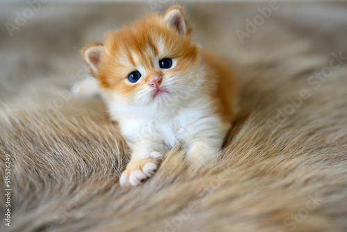 Golden British Shorthair Kitten Sit comfortably on a fur rug. view from the front of the little cat pretty and cute very good pedigree Pose to relax and look. © Lowpower