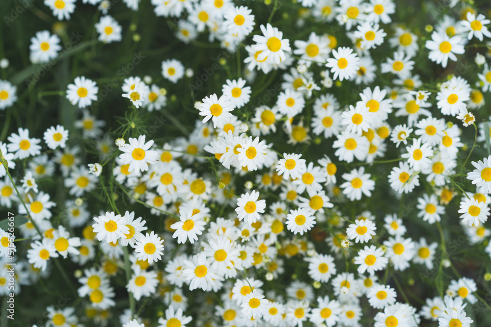 Camomile daisy flowers in summer day. Chamomile flower field. Field of camomiles at sunny day at nature. Camomile in the nature. Camomile daisy flowers in summer day. Chamomile flower field. Field of camomiles at sunny day at nature. Camomile in the nature.