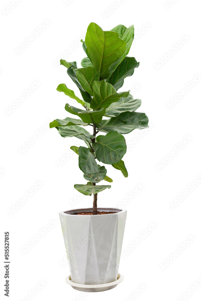 Fiddle leaf fig, Ficus lyrata, plant in circle white pot, isolated on white background. Fiddle leaf fig, Ficus lyrata, plant in circle white pot, isolated on white background.