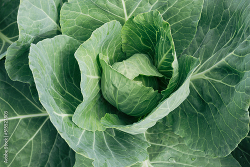 Vászonkép White cabbage in rare dewdrops. Background, surface