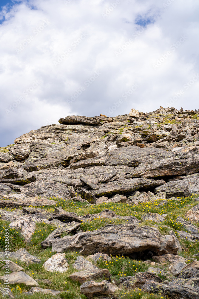 Marmots sitting on the rock at Rocky Mountain National Park, Colorado, USA