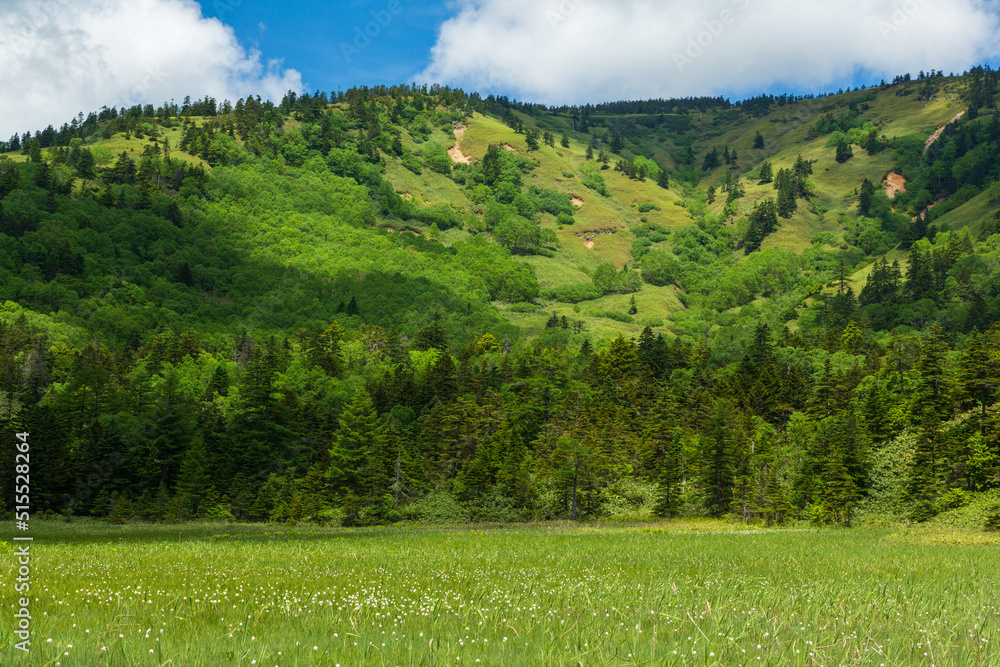 Obraz premium 初夏の草津温泉芳ヶ平湿原ハイキング
