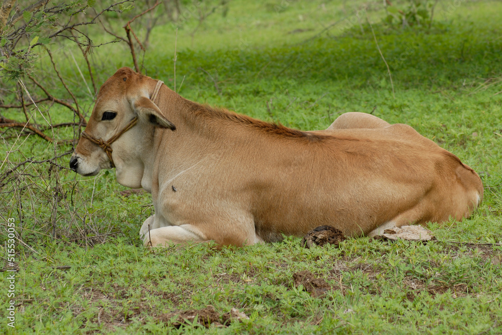 Fototapeta premium Ganado del sur de México usado para la agricultura orgánica, para alimentación orgánica