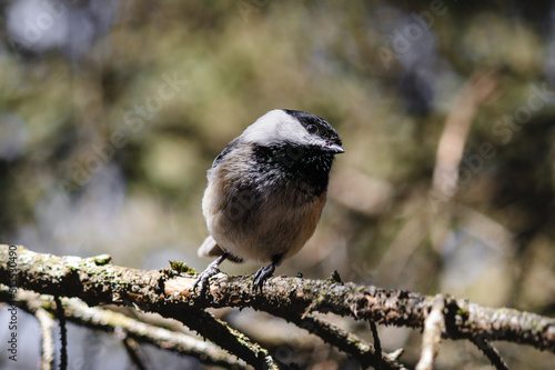 chickadee