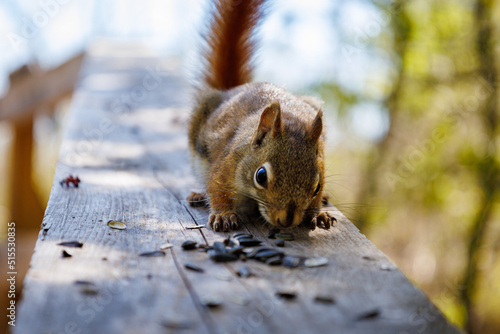 squirrel in the park