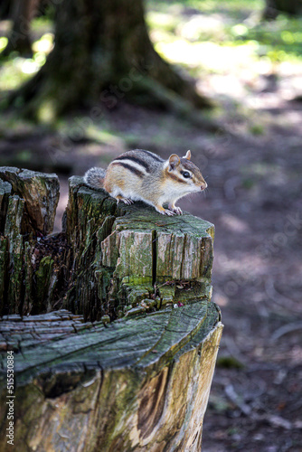 chipmunk on tree