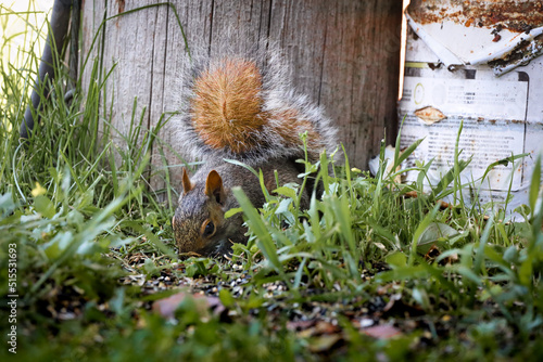 Squirrel in grass