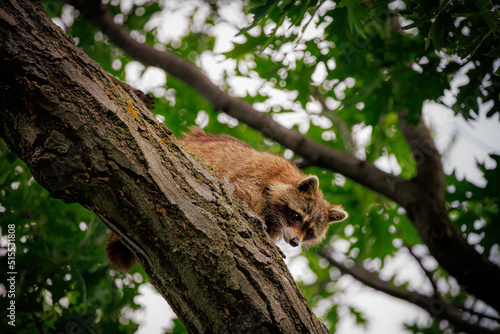 Racoon in tree