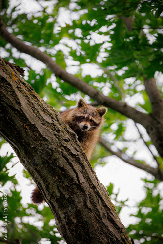 Racoon in tree