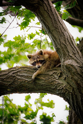 Racoon in tree