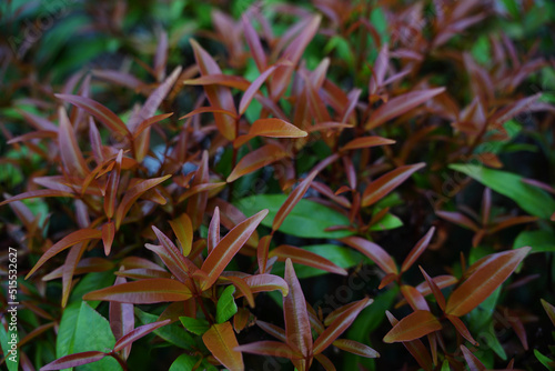 Close up purple red leaves of syzygium australe bushes                               photo