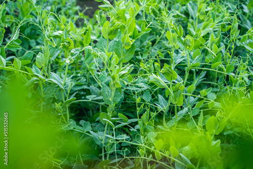 Green stalks with leaves of peas growing in a garden bed close-up