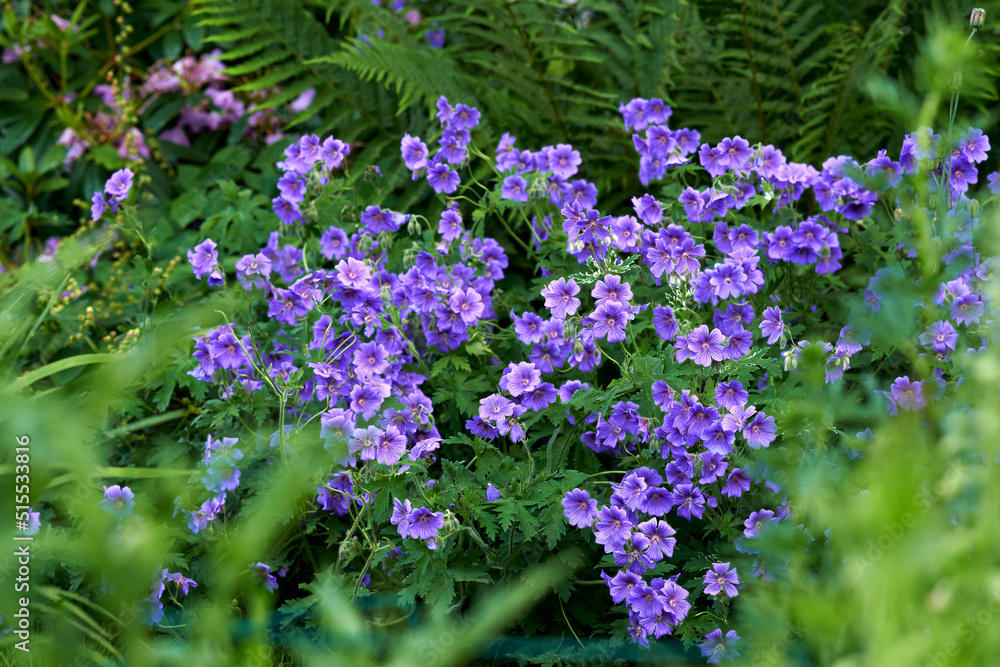 Meadow geranium flowers growing in a green forest in summer. Purple plants blooming in a lush botanical garden in spring. Beautiful violet flowering plants budding in its natural environment Meadow geranium flowers growing in a green forest in summer. Purple plants blooming in a lush botanical garden in spring. Beautiful violet flowering plants budding in its natural environment