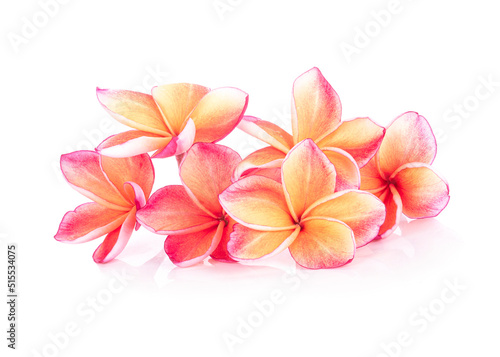 Frangipani fiower isolated on white background