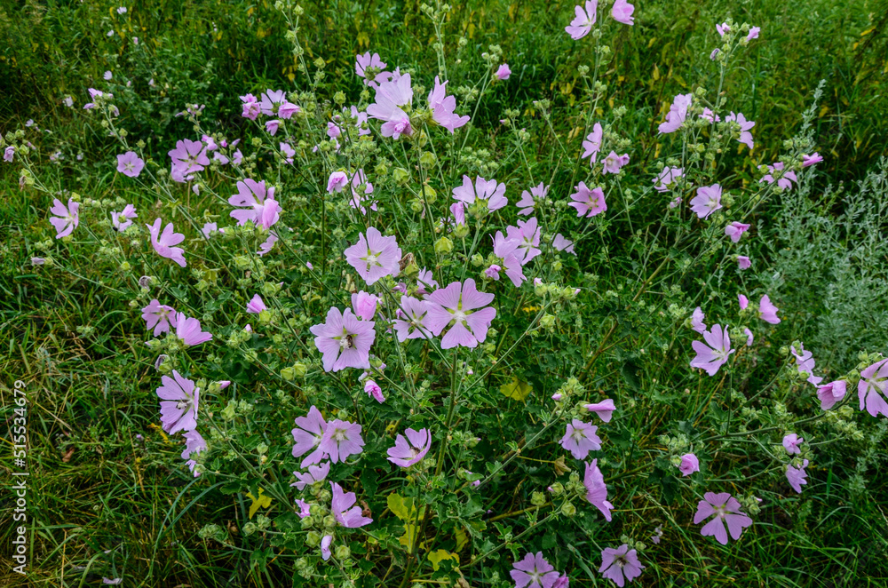 Naklejka premium Mallow, Malva sylvestris, medicinal and ornamental plant