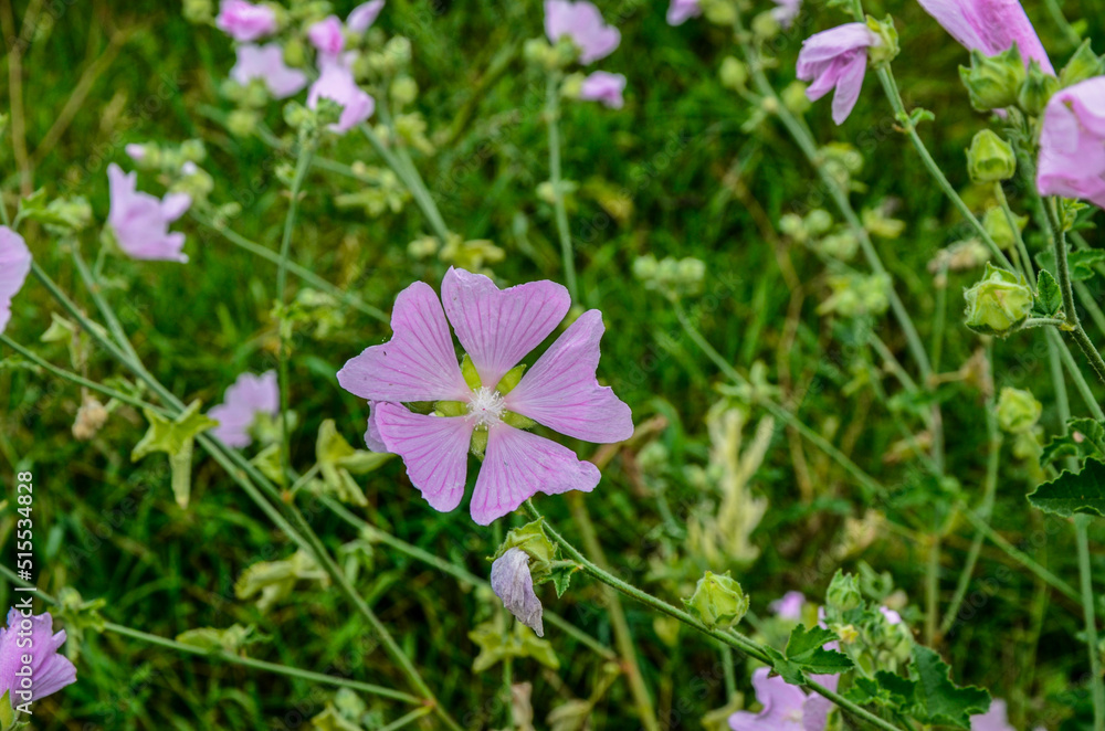 Mallow, Malva sylvestris, medicinal and ornamental plant Mallow, Malva sylvestris, medicinal and ornamental plant