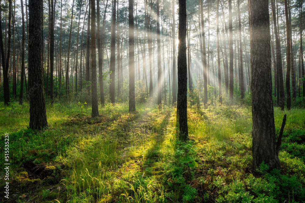 Beautiful sunny morning in the green forest