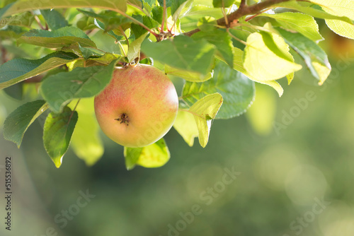 A juicy apple growing on a tree in an orchard outdoors with copyspace. Delicious ripe fruit ready to pick for harvest on a branch. Pure organic produce being cultivated in a natural environment