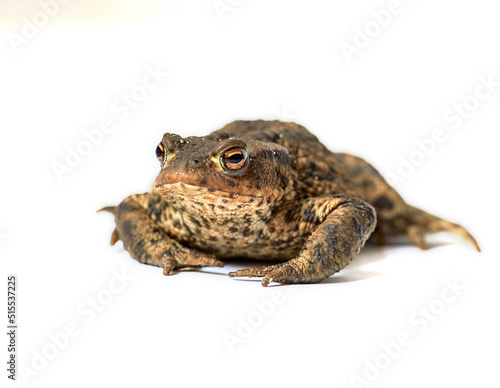 Common true toad with brown body and black dot markings on dry rough skin isolated on a white background with copy space. One frog ready to hop around and croak. Amphibian from the bufonidae species photo