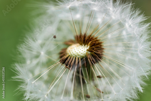 withered flower of dandelion with seeds. background