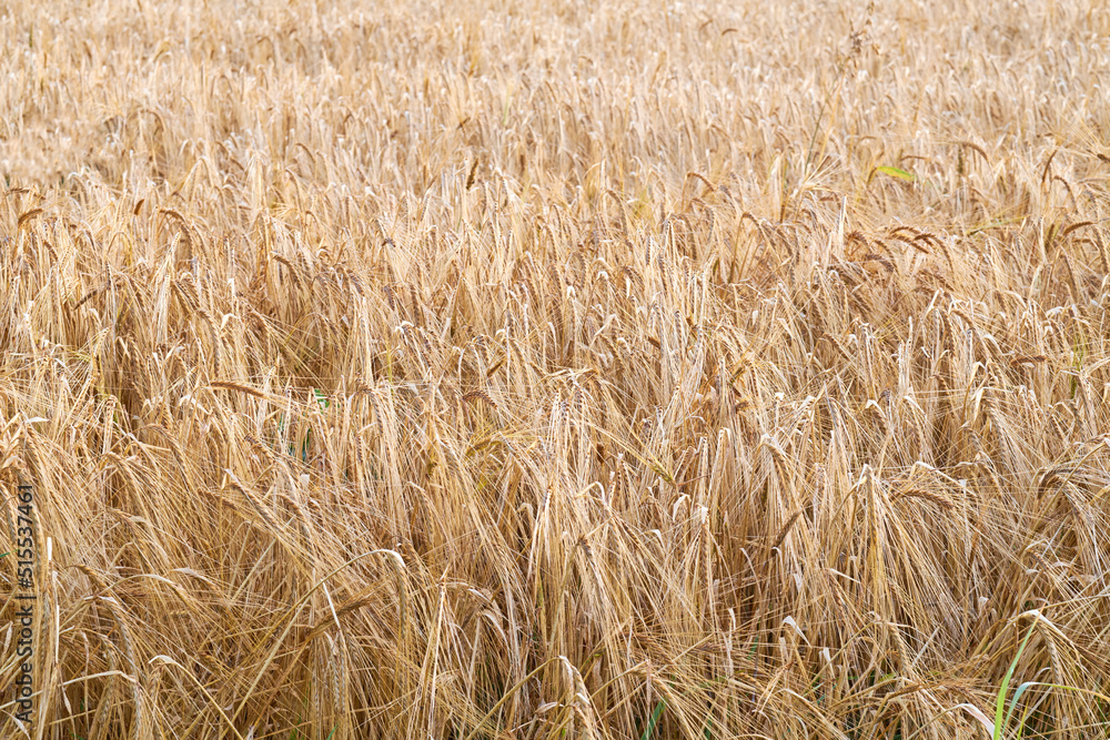 Landscape of yellow wheat field ready for harvest, growing on a rural farm in summer background. Organic and sustainable staple farming of rye or barley grain in the countryside with copy space Landscape of yellow wheat field ready for harvest, growing on a rural farm in summer background. Organic and sustainable staple farming of rye or barley grain in the countryside with copy space
