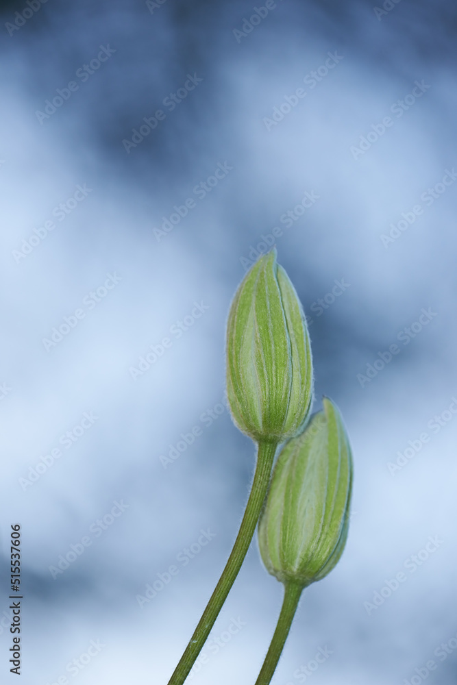 Closeup of unopened green buds with copy space. Gardening for beginners concept with garden flowers waiting to bloom. Details of the growth development process of a clematis flower on blur background Closeup of unopened green buds with copy space. Gardening for beginners concept with garden flowers waiting to bloom. Details of the growth development process of a clematis flower on blur background