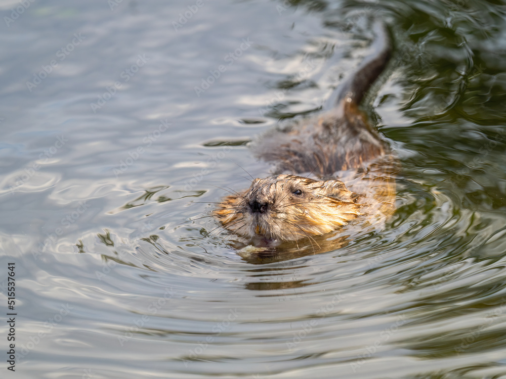 Fototapeta premium Muskrat, Ondatra zibethicuseats swiming at the surface of the lake water.