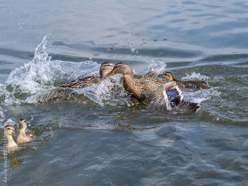 Fototapeta premium Two wild ducks on the river are fighting for a piece of bread