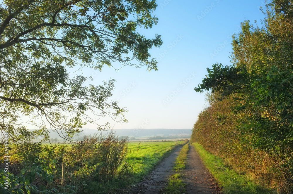 Scenic view of lush green forest in springtime with tall trees, branches and fresh air along a dirt road. Peaceful morning in a beautiful countryside, nature in harmony on a quiet day with copyspace Scenic view of lush green forest in springtime with tall trees, branches and fresh air along a dirt road. Peaceful morning in a beautiful countryside, nature in harmony on a quiet day with copyspace