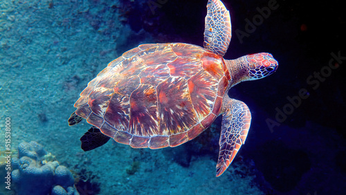 Sea turtle swims under water with small tropical fishes on background of coral reefs. Hawksbill sea turtle at Thailand on diving or snorkeling underwater. Marine life in wild nature.