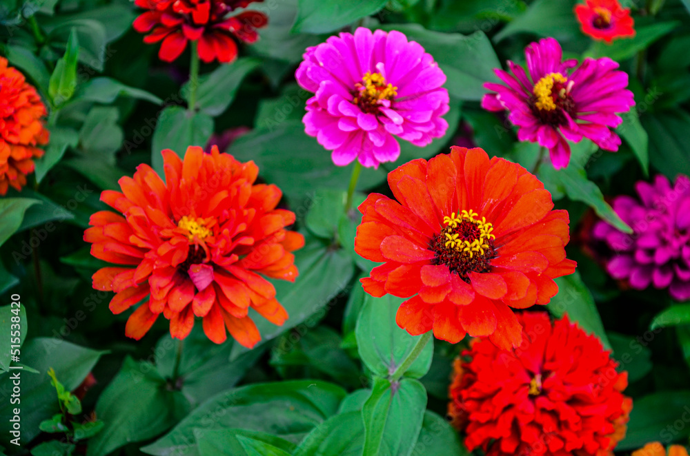 Flowers zinnia elegans. Color nature background. Flowers zinnia elegans. Color nature background.