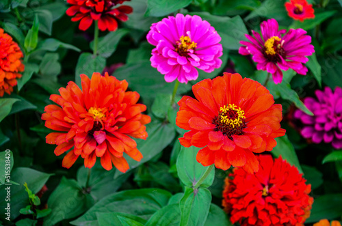 Flowers zinnia elegans. Color nature background.