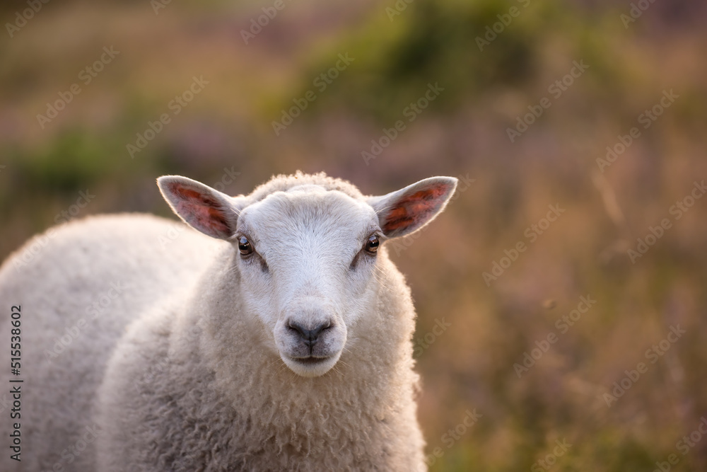 Portrait of a little white sheep standing on sustainable ecological farmland in Denmark, countryside. One white lamb relaxing and grazing in a lush organic field on a calm agricultural farm in nature Portrait of a little white sheep standing on sustainable ecological farmland in Denmark, countryside. One white lamb relaxing and grazing in a lush organic field on a calm agricultural farm in nature