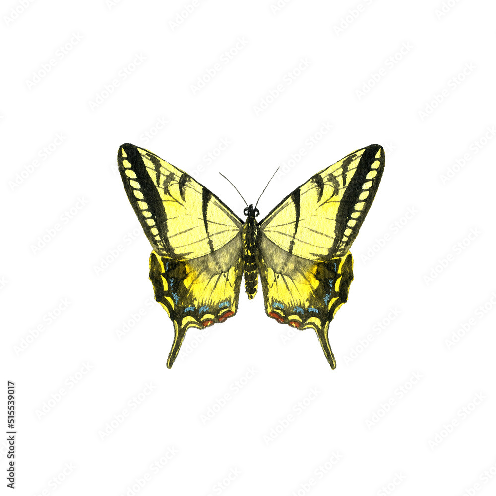 Obraz premium watercolor drawing yellow swallowtail butterfly, Papilio machaon, hand drawn illustration