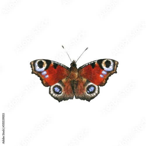 watercolor drawing peaock butterfly, Aglais io, hand drawn illustration