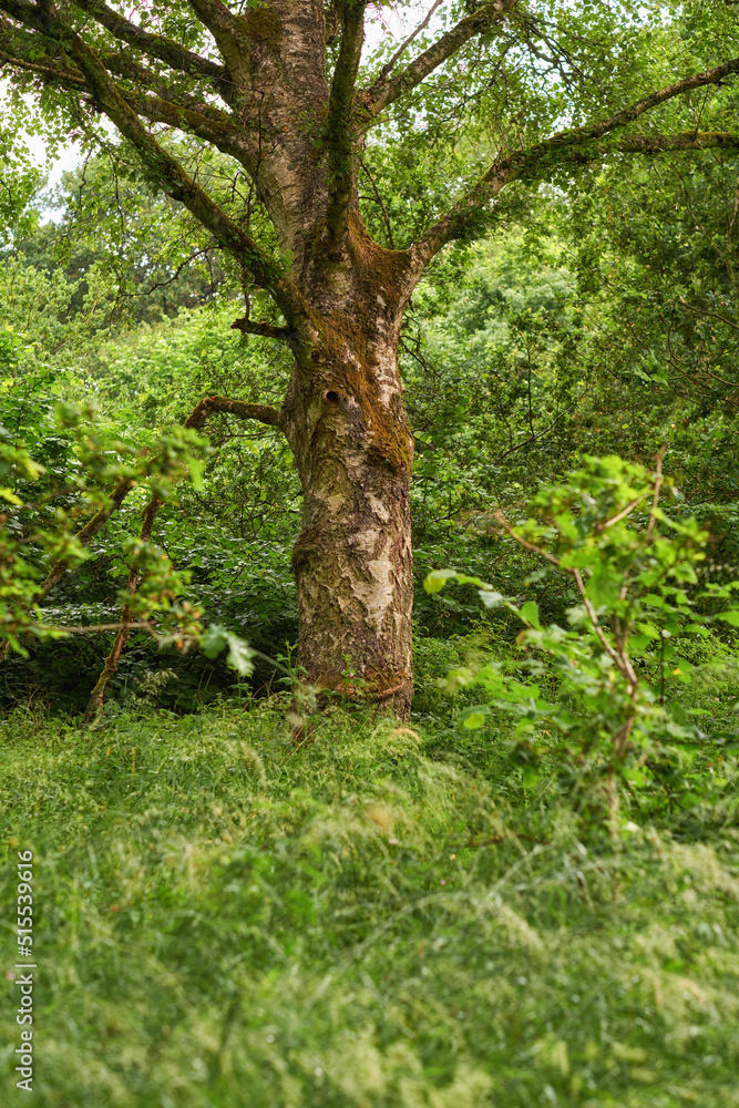 Tall and sturdy hardwood tree growing in a remote uncultivated green forest or lush countryside. Landscape of an overgrown, serene and tranquil woods. Discovering peace and quiet in mother nature Tall and sturdy hardwood tree growing in a remote uncultivated green forest or lush countryside. Landscape of an overgrown, serene and tranquil woods. Discovering peace and quiet in mother nature