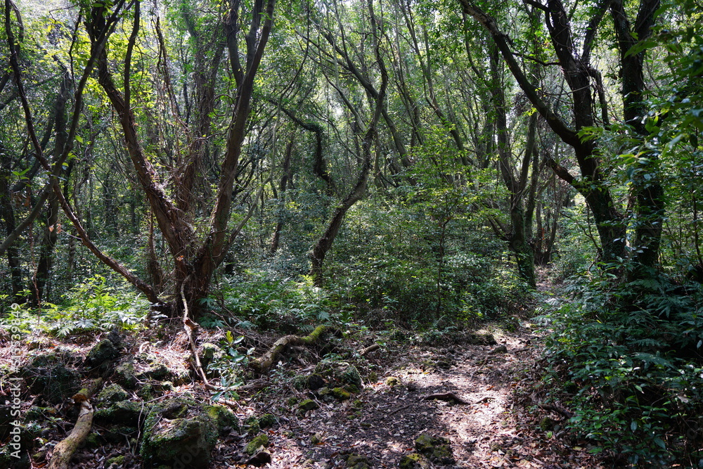 primeval forest in the gleaming sunlight