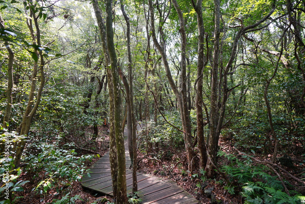 mossy trees and vines and walkway