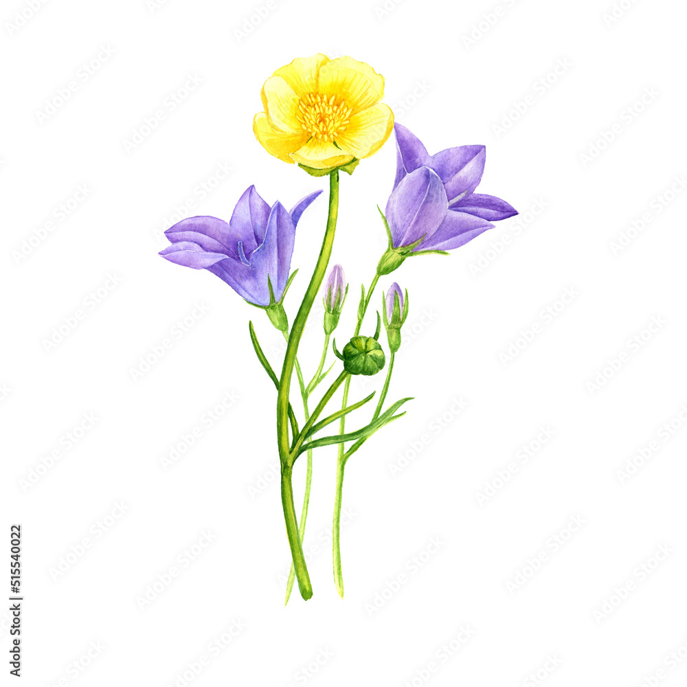 Obraz premium watercolor drawing bouquet of flowers, yellow buttercup and bells isolated at white background , hand drawn botanical illustration