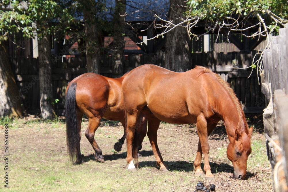 Fototapeta premium two horses grazing
