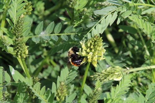 Bee On A Leaf © Michael Mamoon