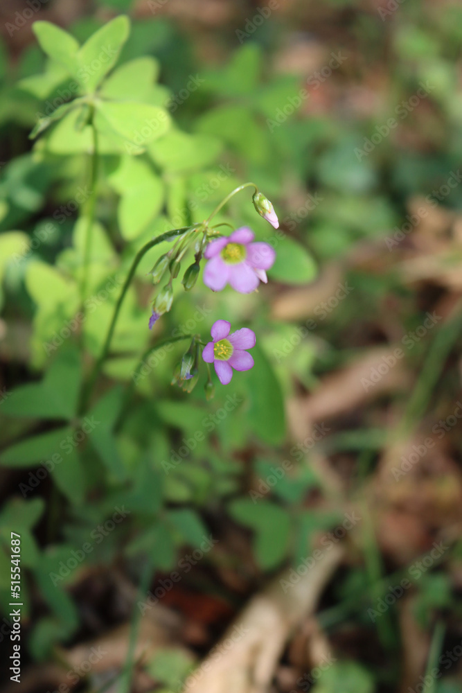 Oxalis acetosella latifolia plant in bloom in the garden. Oxalis latifolia with small pink flowers on summer Oxalis acetosella latifolia plant in bloom in the garden. Oxalis latifolia with small pink flowers on summer