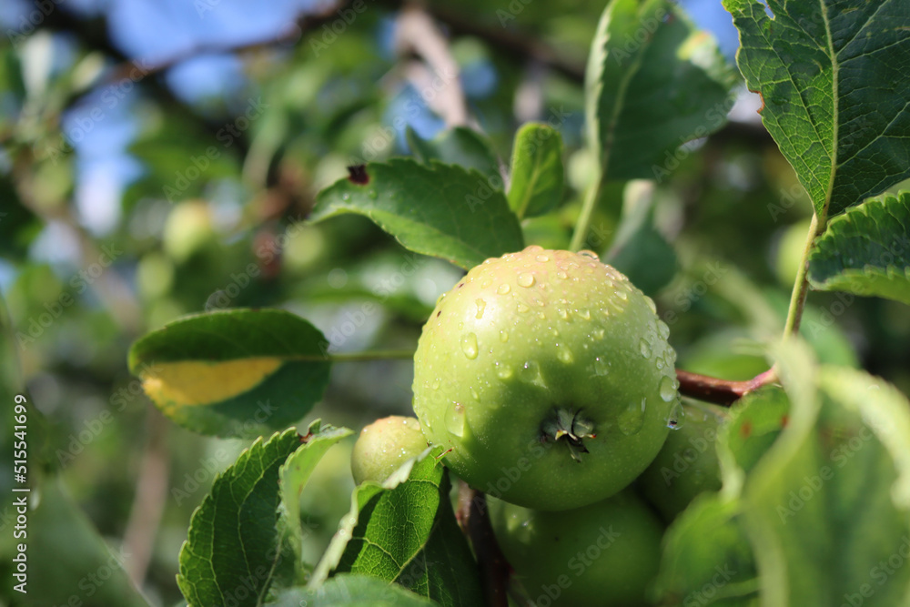 Close-up of small green apples growing on branch on tree covered by raindrops. Malus domestica tree after rain Close-up of small green apples growing on branch on tree covered by raindrops. Malus domestica tree after rain