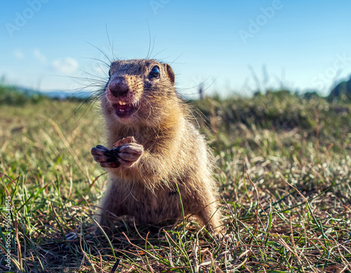Photography Gopher on the meadow is looking at camera and smiling. Close-up