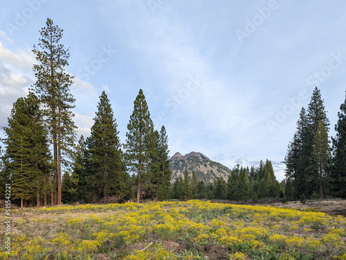 Black Butte seen from Weed, California. In the foreground are yellow wildflowers that are noxious weeds. Black Butte is a series of lava domes west of Mount Shasta