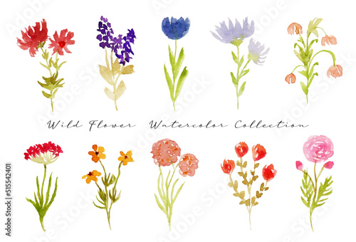 set of cute wild flower watercolor