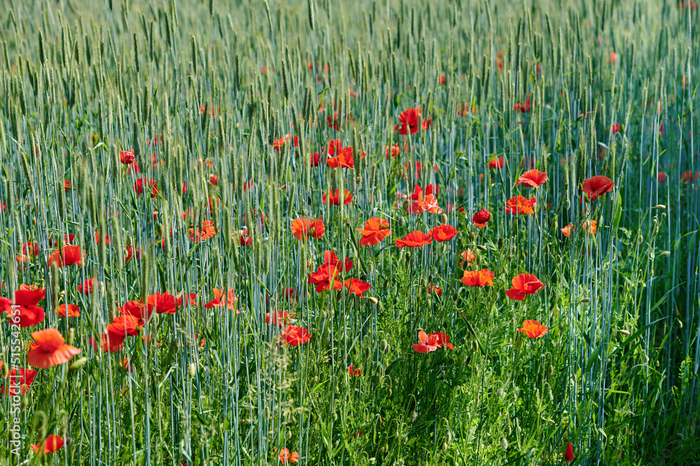 Fototapeta premium Field of red poppy flowers growing in a green wheat field in summer on a sunny day outside. Uncultivated wild blooms in a colorful overgrown scenic landscape of a meadow with copy space background
